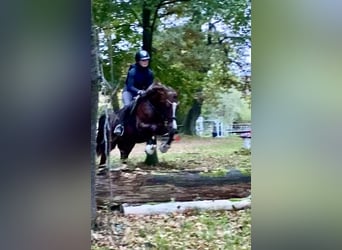 Poney de selle allemand, Hongre, 3 Ans, 147 cm, Alezan brûlé