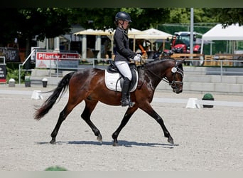 Poney de selle allemand, Hongre, 3 Ans, 147 cm, Bai brun