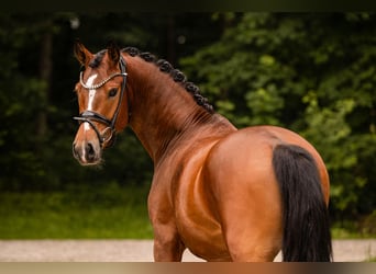 Poney de selle allemand, Hongre, 3 Ans, 147 cm, Bai