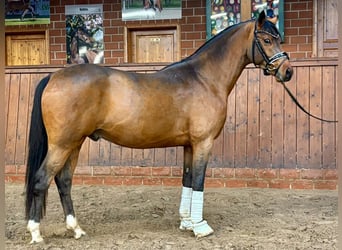 Poney de selle allemand, Hongre, 3 Ans, 147 cm, Bai