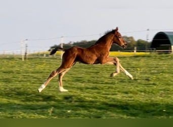 Poney de selle allemand, Hongre, 3 Ans, 147 cm, Bai