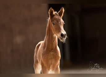 Poney de selle allemand, Hongre, 3 Ans, 147 cm, Bai
