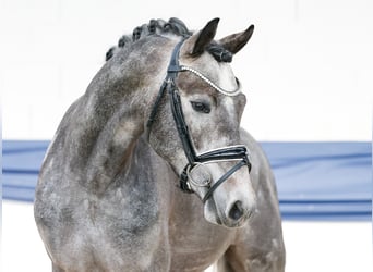 Poney de selle allemand, Hongre, 3 Ans, 147 cm, Gris