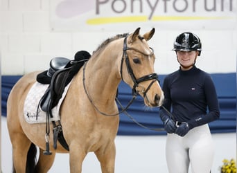 Poney de selle allemand, Hongre, 3 Ans, 147 cm, Isabelle