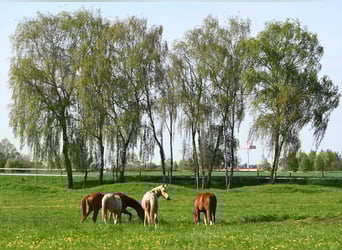 Poney de selle allemand, Hongre, 3 Ans, 147 cm, Palomino