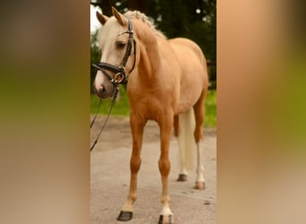 Poney de selle allemand, Hongre, 3 Ans, 147 cm, Palomino
