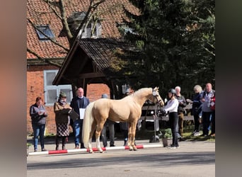 Poney de selle allemand, Hongre, 3 Ans, 147 cm, Palomino