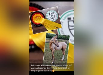 Poney de selle allemand, Hongre, 3 Ans, 147 cm, Palomino