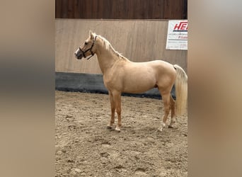 Poney de selle allemand, Hongre, 3 Ans, 147 cm, Palomino