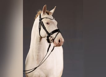 Poney de selle allemand, Hongre, 3 Ans, 147 cm, Perlino