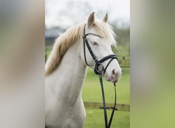 Poney de selle allemand, Hongre, 3 Ans, 147 cm, Perlino