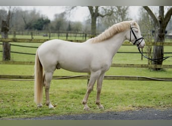 Poney de selle allemand, Hongre, 3 Ans, 147 cm, Perlino