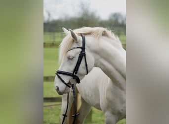 Poney de selle allemand, Hongre, 3 Ans, 147 cm, Perlino