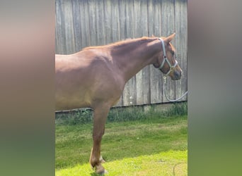 Poney de selle allemand, Hongre, 3 Ans, 148 cm, Alezan