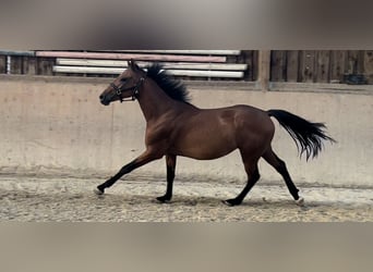 Poney de selle allemand, Hongre, 3 Ans, 148 cm, Bai