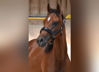 Poney de selle allemand, Hongre, 3 Ans, 148 cm, Bai