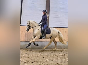 Poney de selle allemand, Hongre, 3 Ans, 148 cm