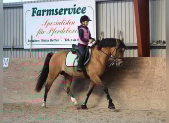 Poney de selle allemand, Hongre, 3 Ans, 148 cm, Isabelle