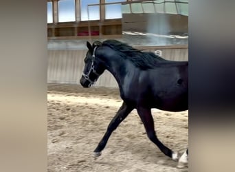 Poney de selle allemand, Hongre, 3 Ans, 148 cm, Noir