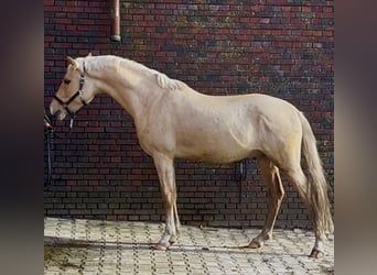 Poney de selle allemand, Hongre, 3 Ans, 148 cm, Palomino