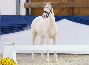 Poney de selle allemand, Hongre, 3 Ans, 149 cm, Perlino