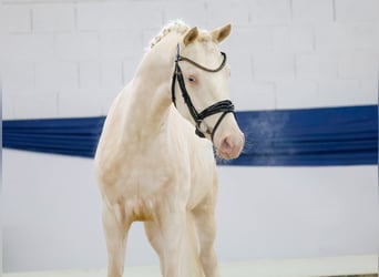 Poney de selle allemand, Hongre, 3 Ans, 149 cm, Perlino