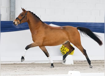 Poney de selle allemand, Hongre, 3 Ans, 150 cm, Bai