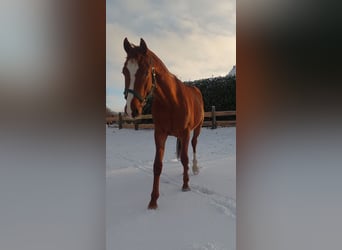 Poney de selle allemand, Hongre, 3 Ans, 151 cm, Alezan