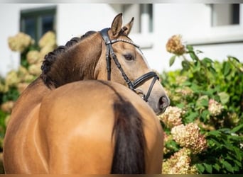 Poney de selle allemand, Hongre, 3 Ans, 151 cm, Isabelle