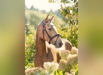 Poney de selle allemand, Hongre, 3 Ans, 151 cm, Isabelle