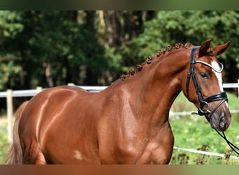 Poney de selle allemand, Hongre, 3 Ans, 152 cm, Alezan