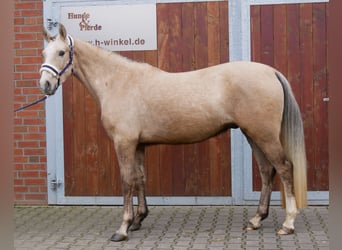 Poney de selle allemand, Hongre, 3 Ans, 152 cm, Palomino