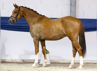 Poney de selle allemand, Hongre, 3 Ans, 153 cm, Alezan brûlé