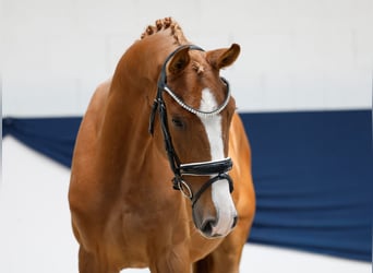 Poney de selle allemand, Hongre, 3 Ans, 153 cm, Alezan