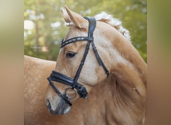 Poney de selle allemand, Hongre, 3 Ans, 153 cm, Palomino