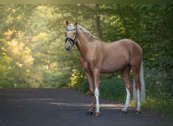Poney de selle allemand, Hongre, 3 Ans, 153 cm, Palomino