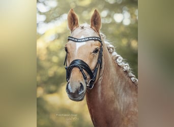 Poney de selle allemand, Hongre, 3 Ans, 153 cm, Palomino