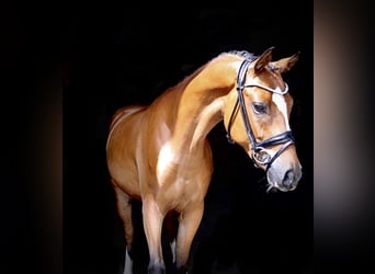 Poney de selle allemand, Hongre, 3 Ans, 154 cm, Bai
