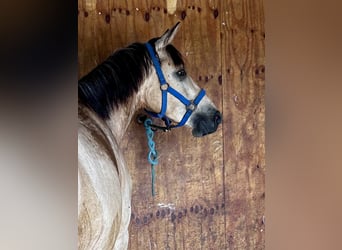 Poney de selle allemand, Hongre, 3 Ans, 154 cm, Buckskin