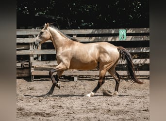 Poney de selle allemand, Hongre, 3 Ans, 154 cm, Buckskin