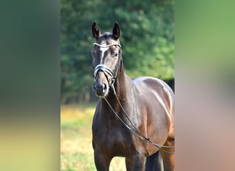 Poney de selle allemand, Hongre, 3 Ans, 155 cm, Bai brun