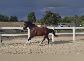 Poney de selle allemand, Hongre, 3 Ans, 155 cm, Bai