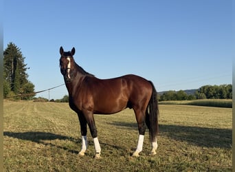 Poney de selle allemand, Hongre, 3 Ans, 155 cm, Bai