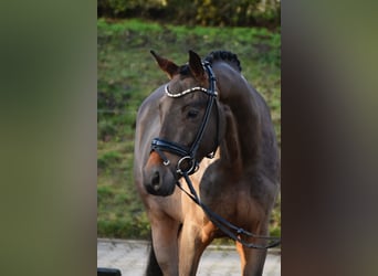 Poney de selle allemand, Hongre, 3 Ans, 156 cm, Bai