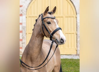 Poney de selle allemand, Hongre, 3 Ans, Buckskin