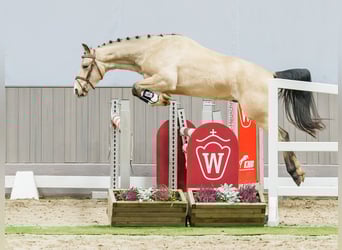 Poney de selle allemand, Hongre, 3 Ans, Buckskin