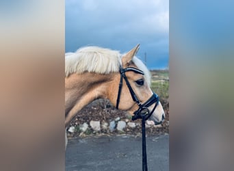 Poney de selle allemand, Hongre, 3 Ans