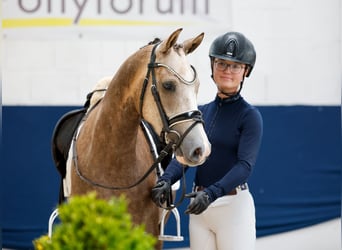 Poney de selle allemand, Hongre, 3 Ans, Palomino