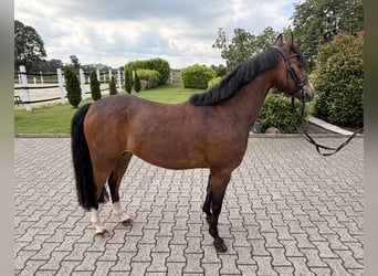 Poney de selle allemand, Hongre, 4 Ans, 135 cm, Bai