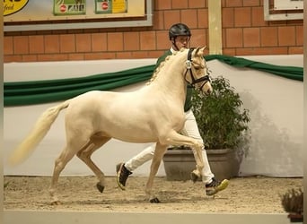 Poney de selle allemand, Hongre, 4 Ans, 138 cm, Palomino